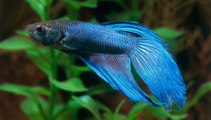 betta-fun-facts