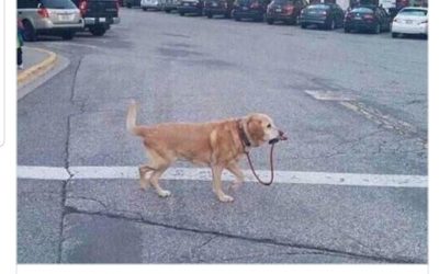 Want Great Employees? Hire a Lab.