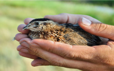 A Bird in the Hand
